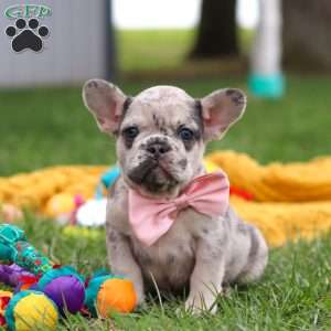 Lottie, French Bulldog Puppy